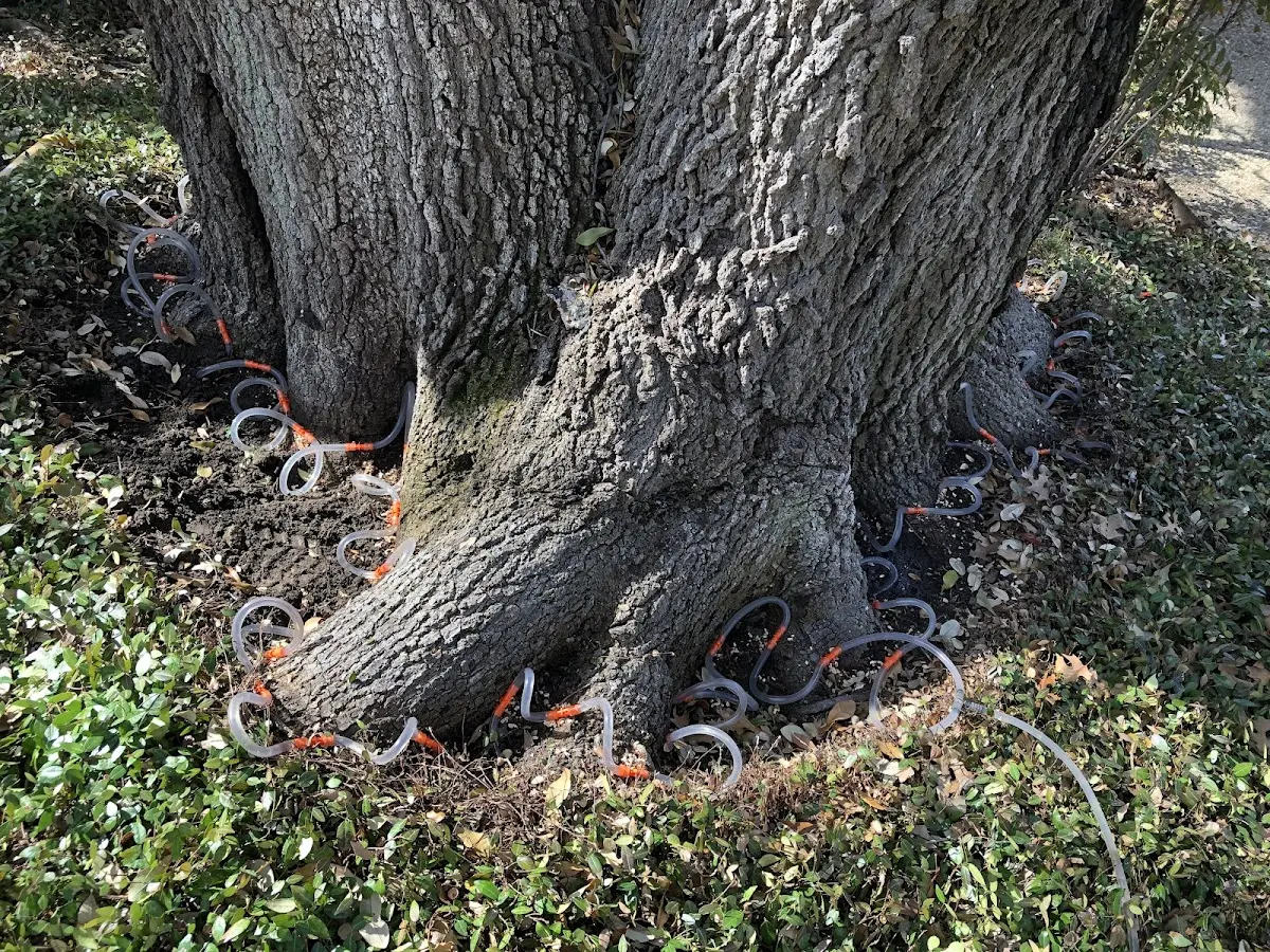 Detailed Shrub and Hedge Trimming job site in Dyess