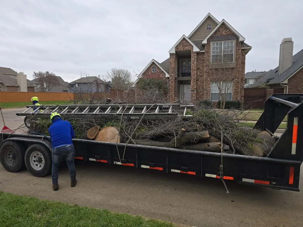 Expert Tree Pest Control with proper safety equipment in Dyess
